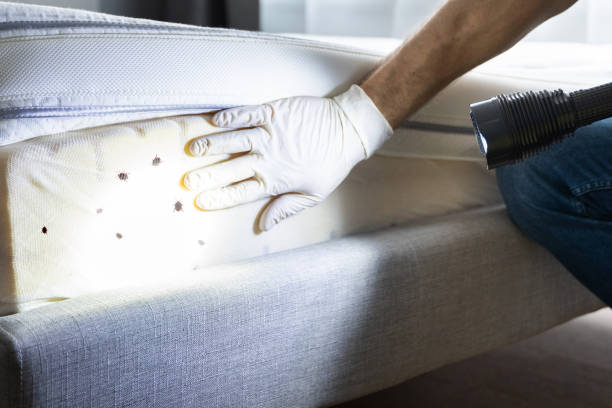 Best Flea Control Services  in Las Vegas, NM