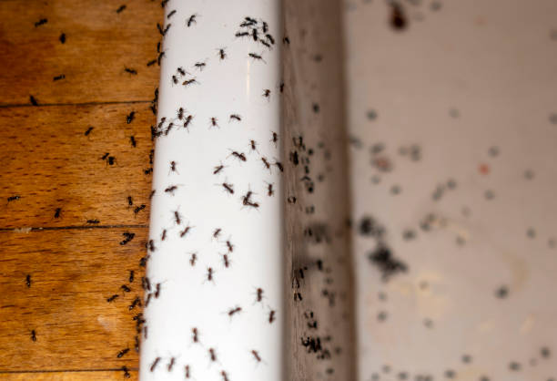 Best Ant Control Services  in Las Vegas, NM