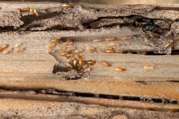 Best Rodent Control Near Me  in Las Vegas, NM